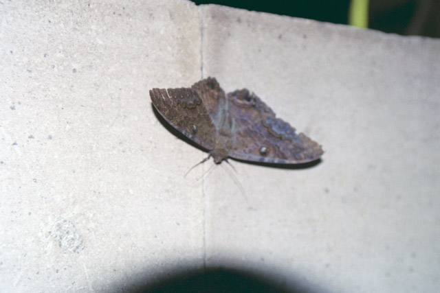 mex017_18