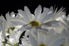 Daisies on Black