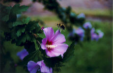 Bee and a Rose of Sharon