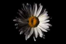 Daisy on Black