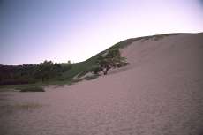 The Dune Tree -  Sleeping Bear Dunes