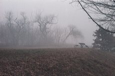 Foggy Park Scene