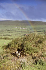 Wooly Irish Rainbow