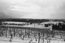 Winter Vineyard on Techpan