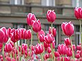 Tulips in Prague - Zuzana's Shot