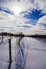 Winter Arbor