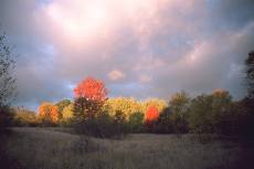 Fall Morning