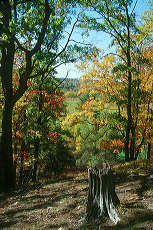 Old Stump in the Fall