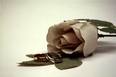 Wedding Rose